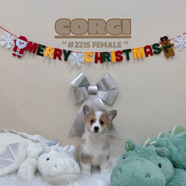 Corgi - 2215 (Female)
