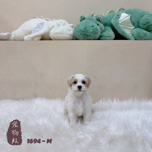 Maltipoo - 1694 (M)