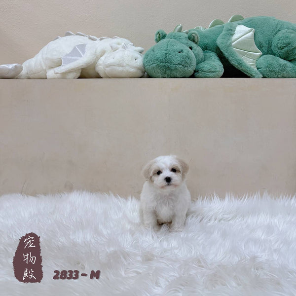 Maltipoo - 2833 (M)