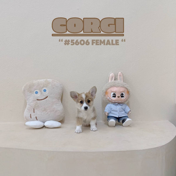 Corgi - 5606 (Female)