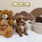 Petite Goldendoodle - 7662 (Male)