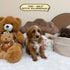 Petite Goldendoodle - 7662 (Male)
