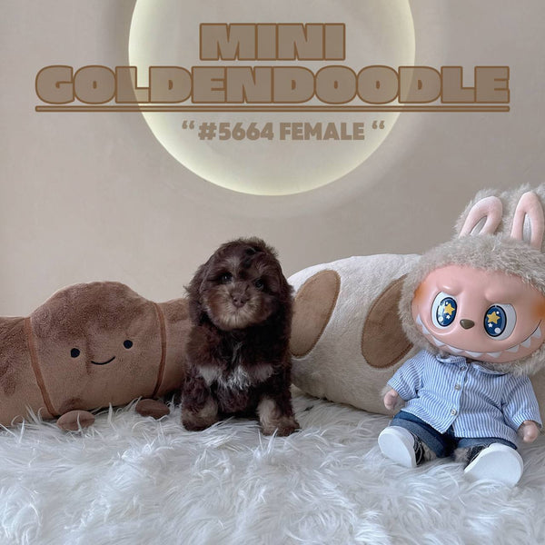 Mini Goldendoodle - 5664 (F)