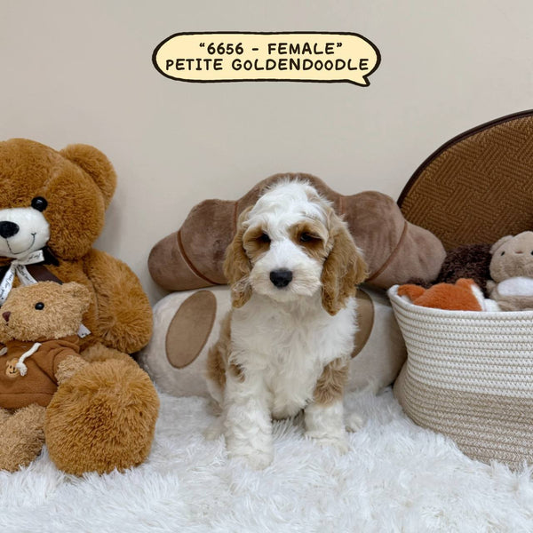 Petite Goldendoodle - 6656 (Female)
