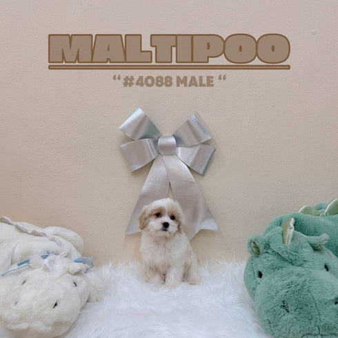 Maltipoo - 4088 (Male)