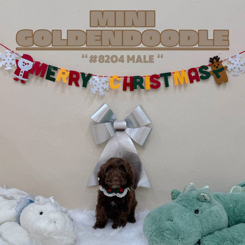 Mini Goldendoodle - 8204 (M)