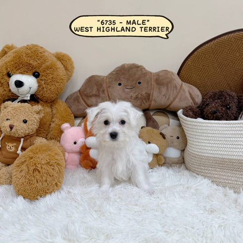 West Highland Terrier “Westie” - 6735 (Male)