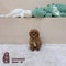 Cavapoo - 1044 (M)