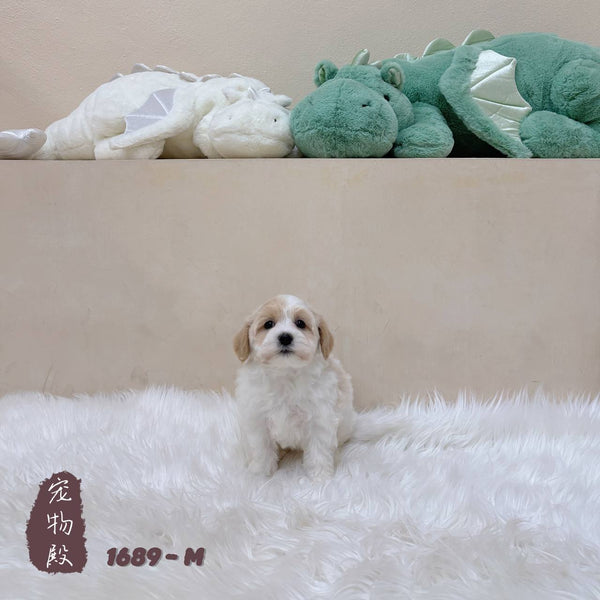 Maltipoo - 1689 (M)