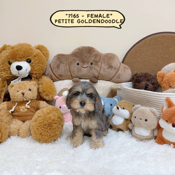 Petite Goldendoodle - 7165 (Female)