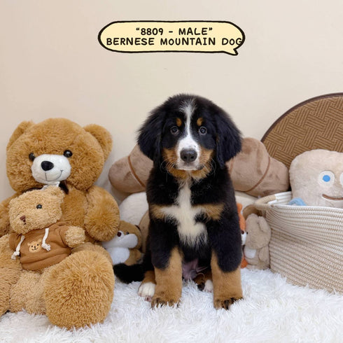 Bernese Mountain Dog - 8809 (Male)
