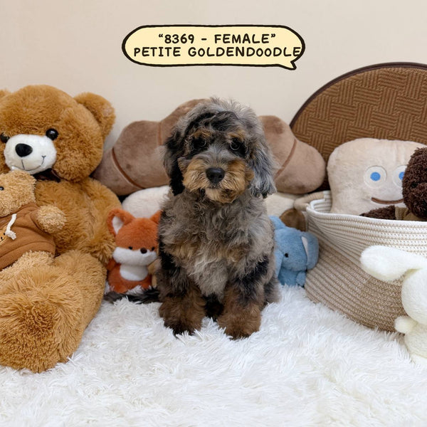 Petite Goldendoodle - 8369 (Female)