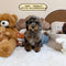 Petite Goldendoodle - 8369 (Female)