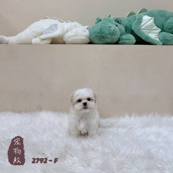 Maltipoo - 2792 (F)