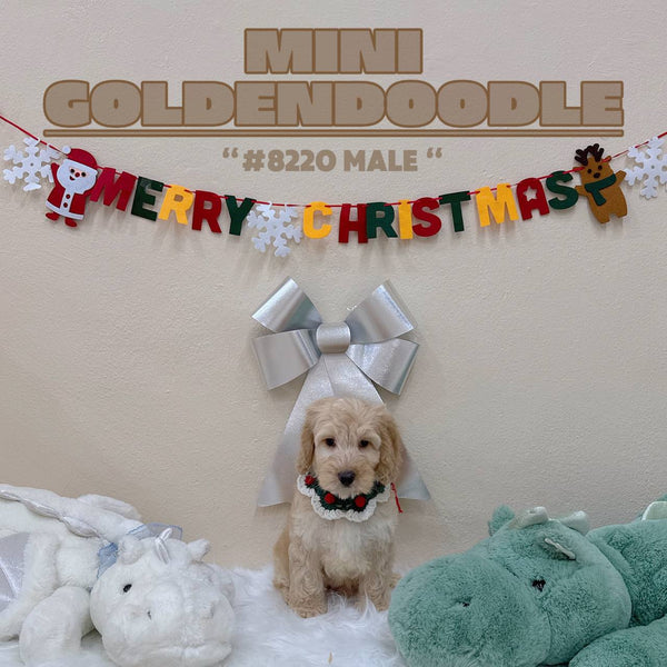 Mini Goldendoodle - 8220 (M)
