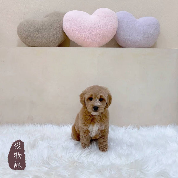 Mini Goldendoodle - 3457 (F)