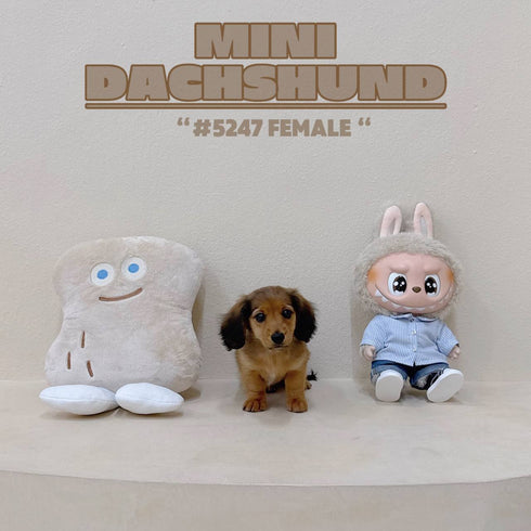 Mini Dachshund - 5247 (F)