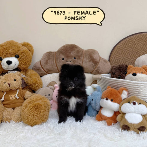 Pomsky - 9673 (Female)