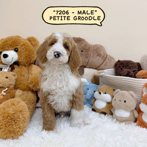 Petite Groodle - 7206 (Male)