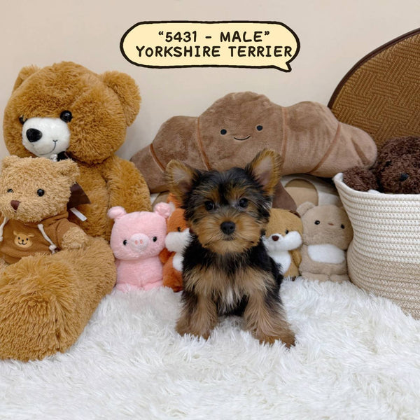 Yorkshire Terrier “Yorkie” - 5431 (Male)