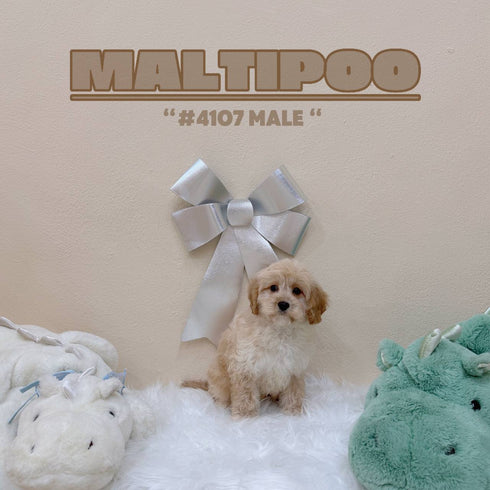 Maltipoo - 4107 (Male)