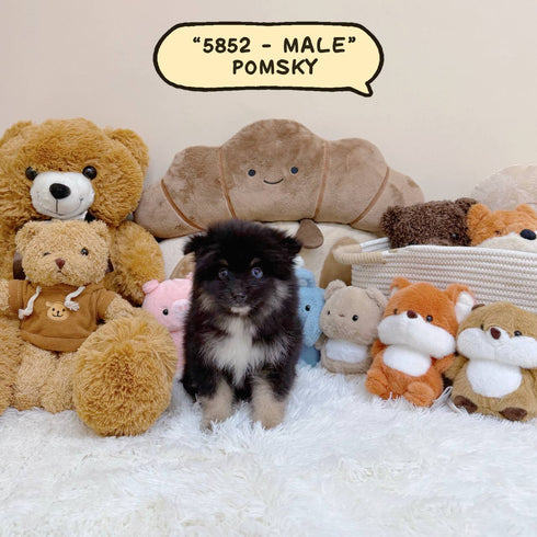 Pomsky - 5852 (Male)