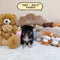 Pomsky - 5852 (Male)