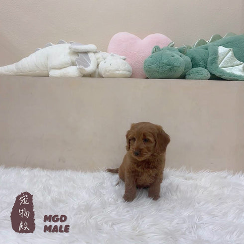 Mini Goldendoodle - 5327 (M)
