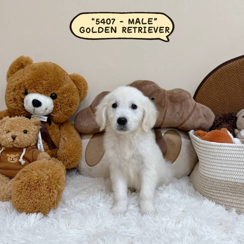 Golden Retriever - 5407 (Male)