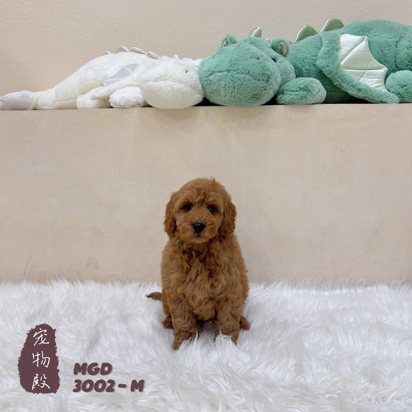 Mini Goldendoodle - 3002 (M)