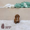 Cavapoo - 5779 (M)