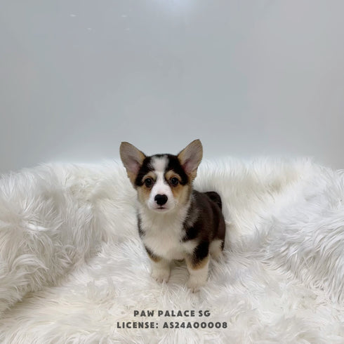 Corgi - 0208 (M)