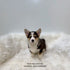 Corgi - 0208 (M)