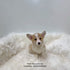 Corgi - 9525 (F)