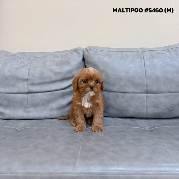 Maltipoo - 5460 (M)