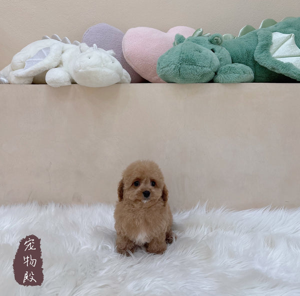Cavapoo - 8232 (M)