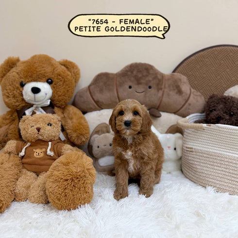 Petite Goldendoodle - 7654 (Female)