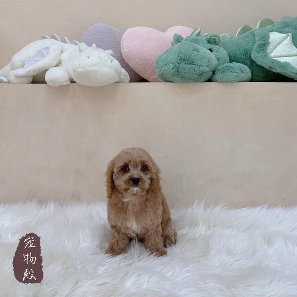 Cavapoo - 6224 (F)