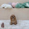 Cavapoo - 6224 (F)