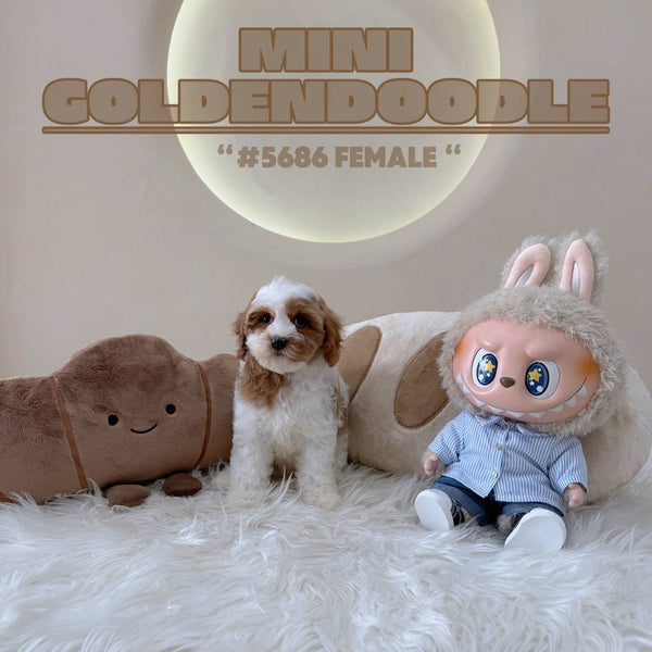 Mini Goldendoodle - 5686 (F)