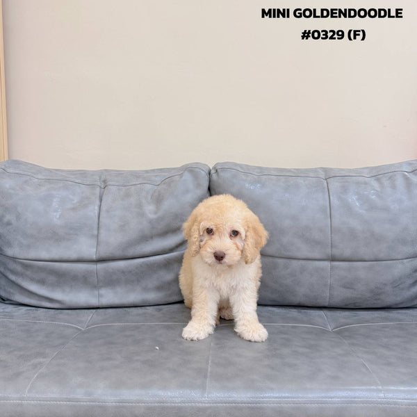 Mini Goldendoodle - 0329 (F)