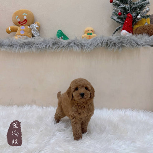 Mini Goldendoodle - 8164 (F)