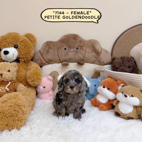 Petite Goldendoodle - 7144 (Female)