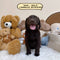 Labrador Retriever - 5545 (Male)