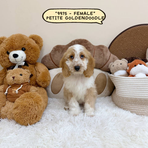 Petite Goldendoodle - 9975 (Female)