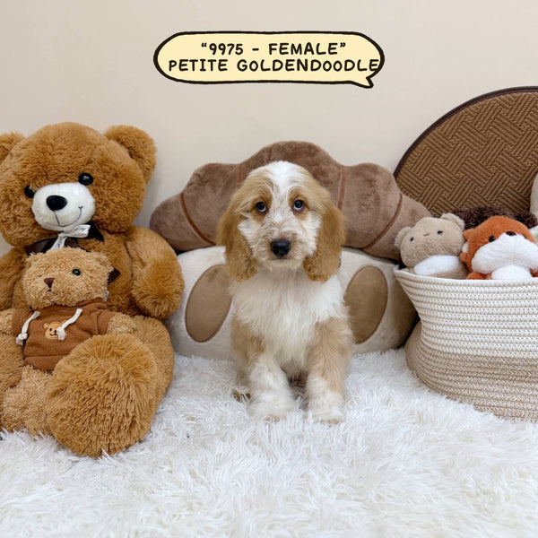 Petite Goldendoodle - 9975 (Female)