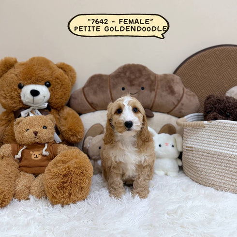 Petite Goldendoodle - 7642 (Female)