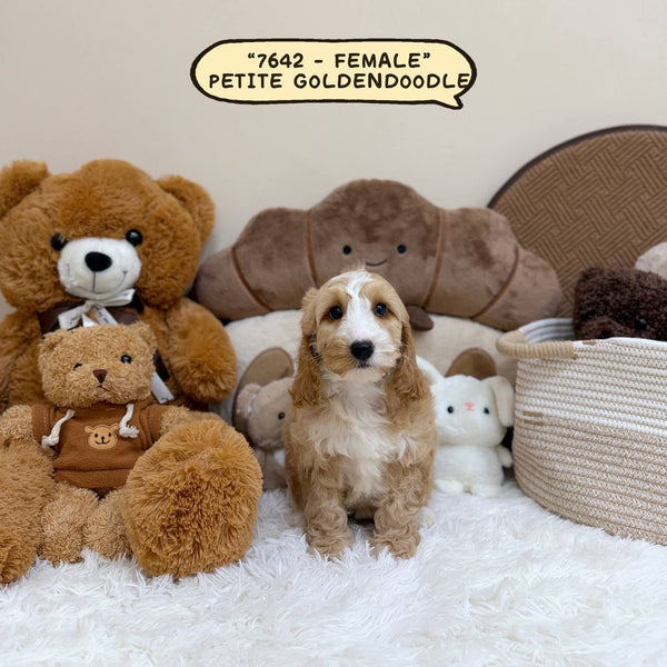 Petite Goldendoodle - 7642 (Female)