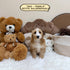 Petite Goldendoodle - 7642 (Female)
