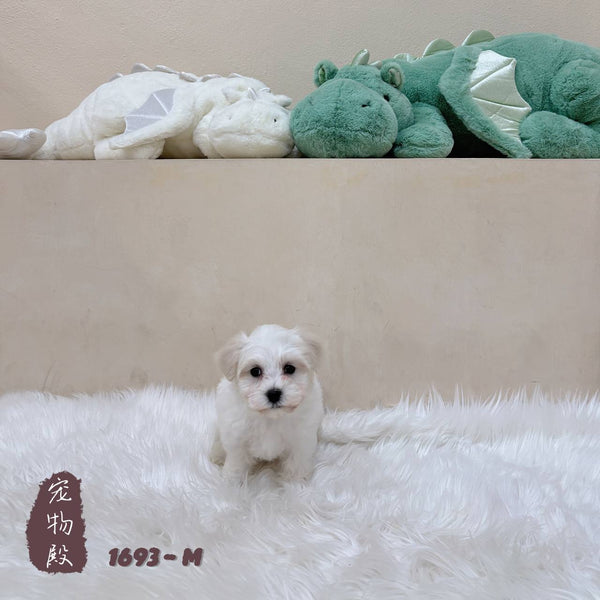 Maltipoo - 1693 (M)